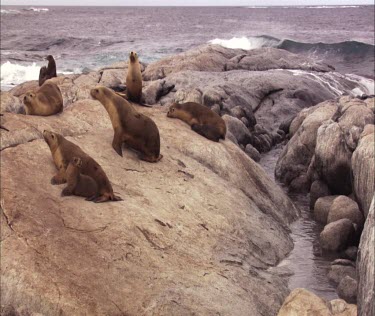 Australian Sea Lion colony on shore