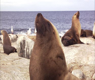 Australian Sea Lions on shore