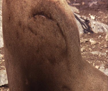 Australian Sea Lion waddling on shore