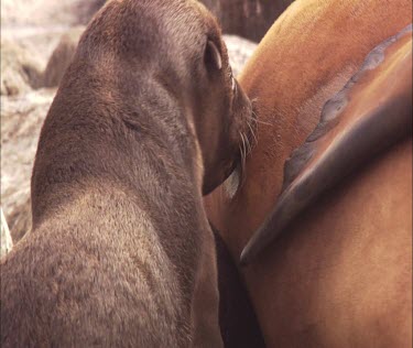 Australian Sea Lion pup nursing