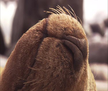 Close up of Australian Sea Lion nose