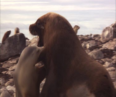 Australian Sea Lions on shore