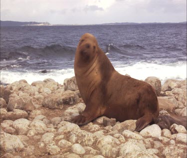 Australian Sea Lion and pup on shore