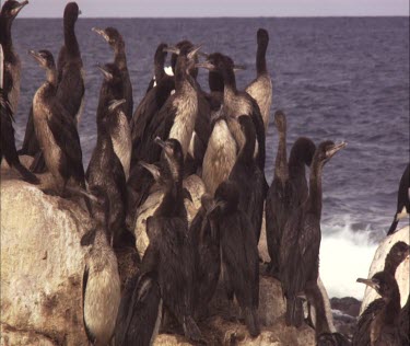 Flock of Pied Cormorant on shore