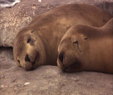 Australian Sea Lions resting on shore