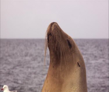 Australian Sea Lion mother and pup