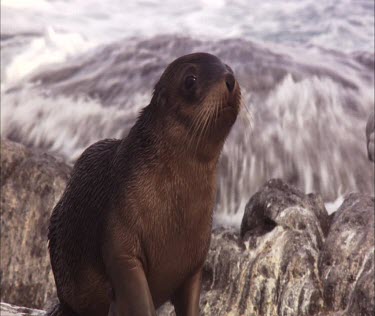 Australian Sea Lion pup on shore