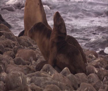 Pair of Australian Sea Lion pups on shore