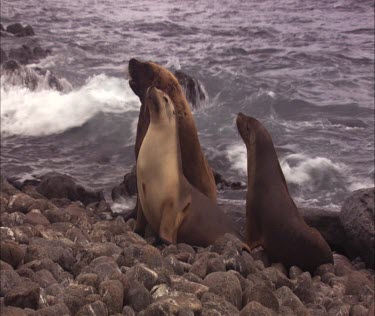 Australian Sea Lions on shore