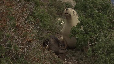 Australian Sea Lion and pup in the grass