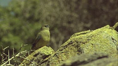 Rock parrots perched on a rock