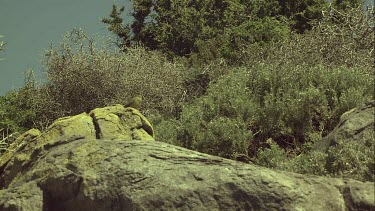 Rock parrots perched on a rock takes off