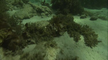 Australian Sea Lions swimming underwater