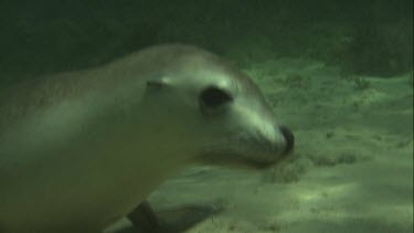 Close up of Australian Sea Lion sitting underwater