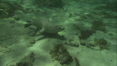 Australian Sea Lion swimming underwater
