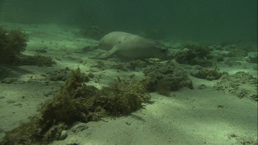 Australian Sea Lion underwater