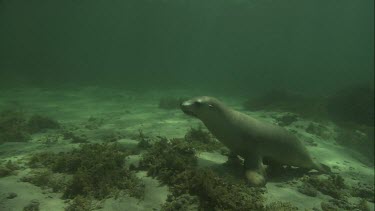 Australian Sea Lion sitting on the ocean floor