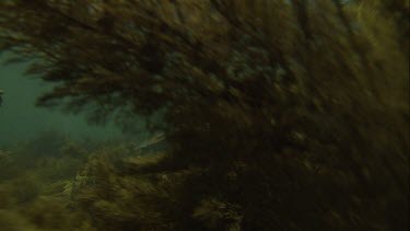 Australian Sea Lions swimming on the ocean floor