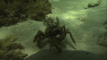 Crab walking underwater