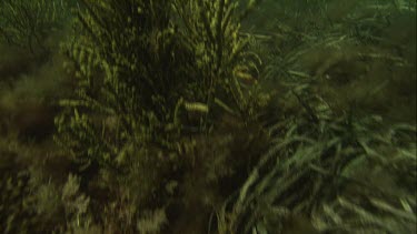 Pair of Bottlenose Dolphins swimming underwater