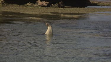 Australian Sea Lion swimming in shallow water