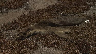 Australian Sea Lion carcass