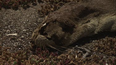 Australian Sea Lion carcass