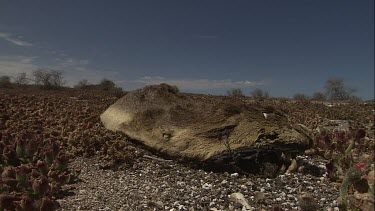 Australian Sea Lion carcass