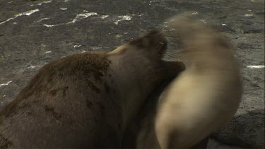 Australian Sea Lions on shore