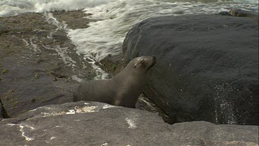 Australian Sea Lions on wet rocks