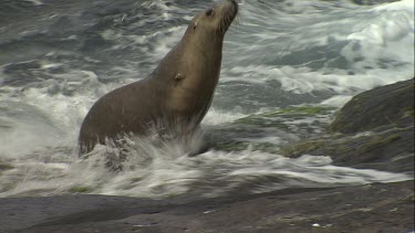 Australian Sea Lion climbing onto a rock