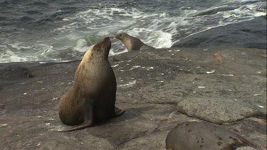 Australian Sea Lions on shore