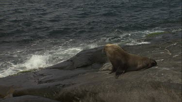 Australian Sea Lion entering the water