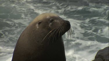 Close up of an Australian Sea Lion head