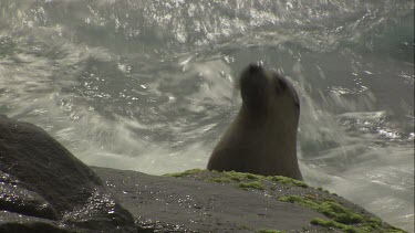 Australian Sea Lion swimming by rocks