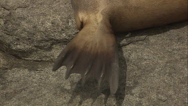 Close up of Australian Sea Lion head and back flipper