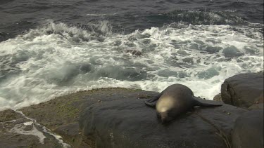 Australian Sea Lion sleeping on a rock