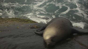 Waves crashing on Australian Sea Lions on a rock