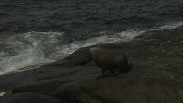 Australian Sea Lion sliding into the water
