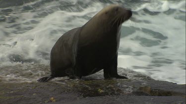 Australian Sea Lion bull waddling to a cow