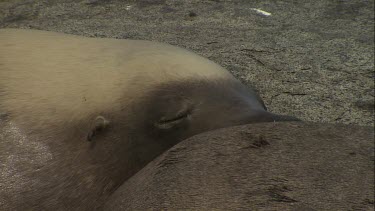 Close up of an Australian Sea Lion head