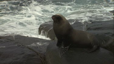 Australian Sea Lion bull sitting on a rock