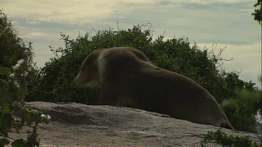 Australian Sea Lion waddling on shore