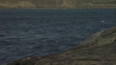 Pacific Gull flying over the ocean and perching on a rock