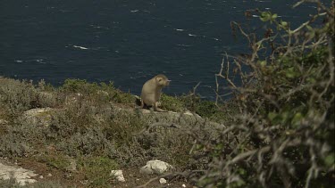 Australian Sea Lion waddling on shore