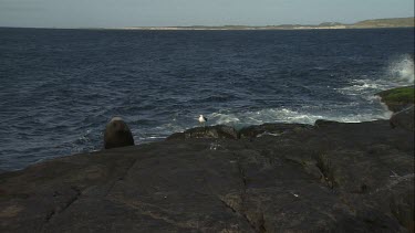 Australian Sea Lion and Gull sitting on a rock
