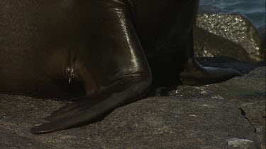 Close up of an Australian Sea Lion's body