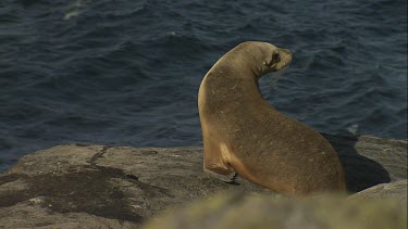 Australian Sea Lion entering the water