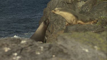 Australian Sea Lion bull and cow