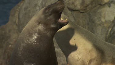 Australian Sea Lion bull